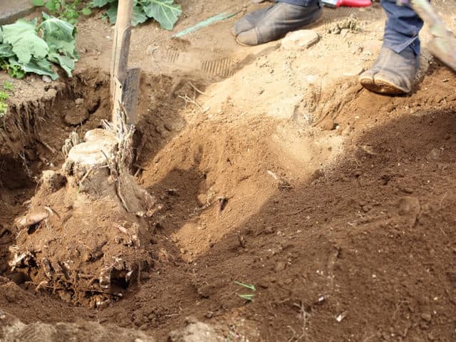 伐根・伐採の作業のようす